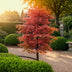 Acer palmatum Beni-maiko: Rote Japanische Fächerahorn Pflanze im 12cm Topf Bild 6