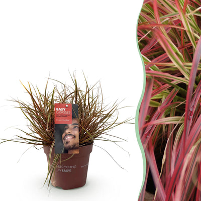 GreenboutiQ Uncinia rubra Everflame - Rotes Ziergras, winterhart, Topf 17cm
