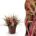GreenboutiQ Uncinia rubra Everflame - Rotes Ziergras, winterhart, Topf 17cm Bild 1
