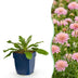 Green boutiQ - Staude - Scabiosa col. Pink Mist - Taubenkraut - Bienen- und Schmetterlingszieher - Rosa - 1 Pflanze - Topf 11cm - Höhe 15-25cm Bild 1