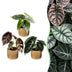 3x Baby Alocasia Tricolour - Tropisches Trio im 6cm Topf Bild 1
