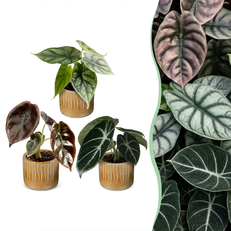 3x Baby Alocasia Tricolour - Tropisches Trio im 6cm Topf