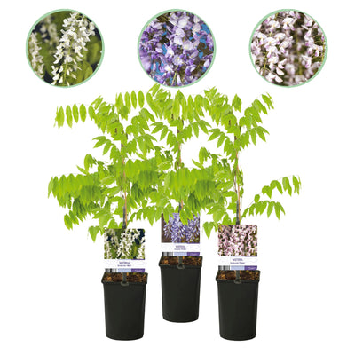 GreenboutiQ Blauregen Tricolour - 3 Wisteria Jungpflanzen im 11cm Topf