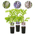 GreenboutiQ Wisteria Tricolour - 3 Wisteria Young Plants in 11cm Pots Bild 1