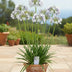 Agapanthus 'Fireworks' - Blaue Blüten, 75cm, 19cm Topf Bild 4