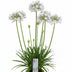 Agapanthus 'Fireworks' - Blaue Blüten, 75cm, 19cm Topf Bild 3