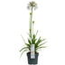Agapanthus 'Fireworks' - Blaue Blüten, 75cm, 19cm Topf Bild 1