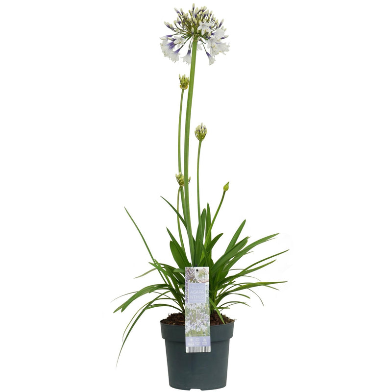 Agapanthus 'Fireworks' - Blaue Blüten, 75cm, 19cm Topf