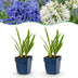 Green boutiQ - Perennial - Agapanthus Duo - African Lily - Bee and Butterfly Attractors - Blue - White - 24 Plants - Pot 11cm - Height 15-25cm Bild 1