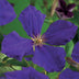 Clematis Jackmanii Climbing Plant - 2 Plants - Blue Flowering Bild 4