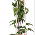 Clematis Niobe, red flowers, ↨65cm, pot Ø15, 4 pieces Bild 2