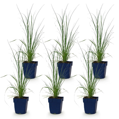 Green boutiQ - Gräser - Cortaderia sell. Pumila - Zwerg-Pampasgras - Mit Feder - Grau - 6 Pflanzen - Topf 11cm - Höhe 15-25cm