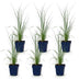 Green boutiQ - Gräser - Cortaderia sell. Pumila - Zwerg-Pampasgras - Mit Feder - Grau - 6 Pflanzen - Topf 11cm - Höhe 15-25cm Bild 2