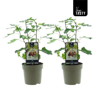 Ficus Brown Turkey (15018) - 2 Units - Ø15cm - ↕40cm