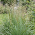 Green boutiQ - Gräser - Molinia arund. Karl Foerster - Rohrglanzgras - Mit Blüte - Grün - 24 Pflanzen - Topf 11cm - Höhe 15-25cm Bild 5