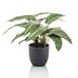 Künstliche Calathea Zebrina 42 cm im schwarzen Topf Bild 1