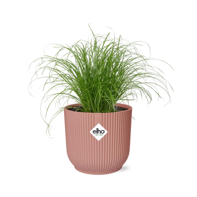 Cyperus Alternifolius Zumula im Topf, Schirmschilf, 14 cm rosa