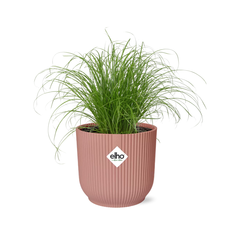 Cyperus Alternifolius Zumula im Topf, Schirmschilf, 14 cm rosa