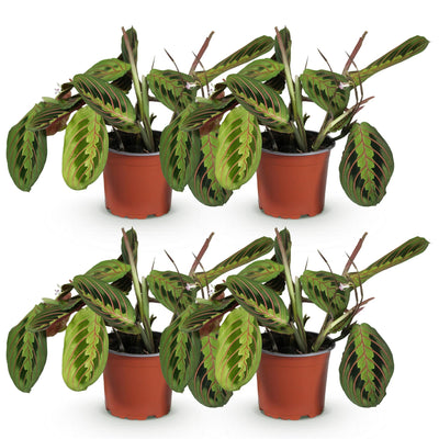 Green boutiQ - Houseplant - Maranta Fascinator Tricolour - Prayer Plant - Pet Friendly - Green - 4 Plants - Pot 12cm - Height 30-35cm