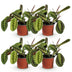 Green boutiQ - Houseplant - Maranta Fascinator Tricolour - Prayer Plant - Pet Friendly - Green - 4 Plants - Pot 12cm - Height 30-35cm Bild 2