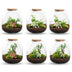 Pflanzenterrarium – Emma – Bastelset – Höhe 25 cm – Durchmesser 23 cm – Hedera White Bild 4