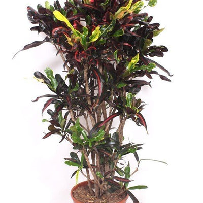 Croton Codiaeum variegatum 'Mammi' - 140cm