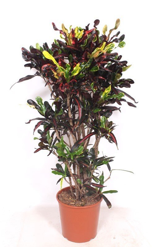 Croton Codiaeum variegatum 'Mammy' - 140cm