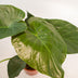 Alocasia Wentii 'Elefantenohr' – 19cm Topf, 65cm hoch inkl. Korb Bild 3