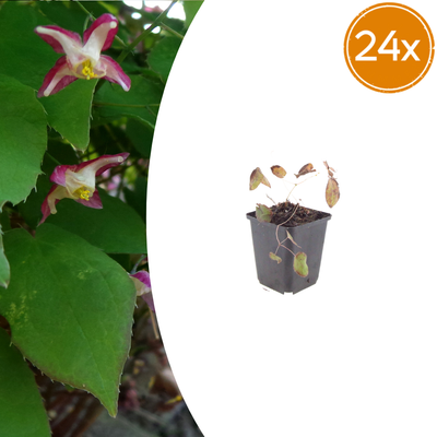 24x Epimedium rubrum (Elfenblume) - 10-25cm, 9cm Topf