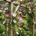4x Clematis Duo Pink & White - Waldrebe Duo Pink & White - Weiß - Rosa - Kletterpflanze - Ø9cm - ↕35cm Bild 4