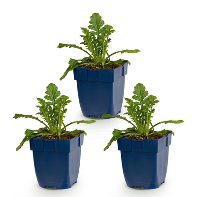 Green boutiQ - Perennial - Scabiosa col. Butterfly Blue - Pincushion Flower - Attracts Bees and Butterflies - Purple - 3 Plants - Pot 11cm - Height 15-25cm