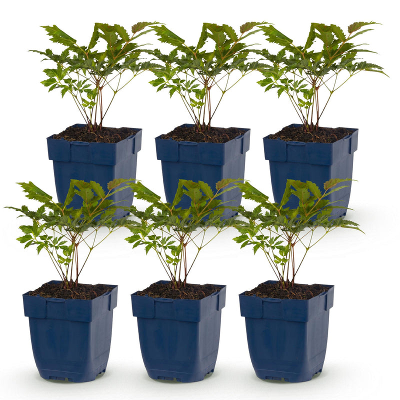 Green boutiQ - Perennial - Astilbe (A) Fanal - Plume Spirea - Shade - Red - 6 Plants - Pot 11cm - Height 15-25cm