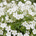 Green boutiQ - Perennial - Geranium sang. Album - Cranesbill - Ground Cover - White - 24 Plants - Pot 11cm - Height 15-25cm Bild 5