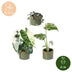 3x Baby Variegata Mix - Tropische Raritäten, Ø6cm Bild 5