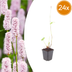 24x Persicaria bistorta Staude, 10-25cm, 9cm Topf Bild 1