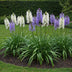 GreenboutiQ Camassia Leichtlinii Mix - Lila & Weiß Blumenzwiebeln - 5 Stück Bild 3