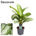 Aglaonema Silver Bay (Decorum) Zimmerpflanze Ø14cm ↕40cm Bild 3