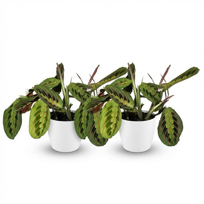 Green boutiQ: Maranta Fascinator Tricolour, 2 Pflanzen, Topf 12cm