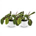 Green boutiQ: Maranta Fascinator Tricolour, 2 Pflanzen, Topf 12cm Bild 2