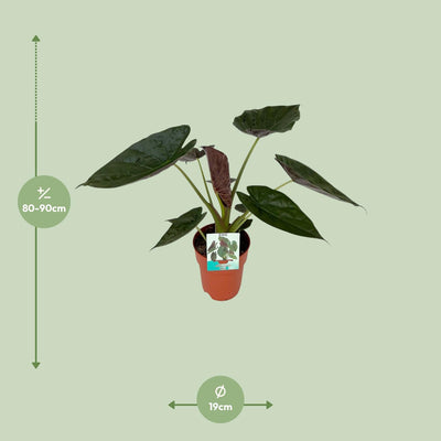 Alocasia Wentii – Große Zimmerpflanze im 19cm Topf, 85cm hoch