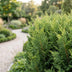 Green boutiQ - 24x Cupressocyparis leylandii 2011 - Leylandii - Heckenpflanzen - Immergrün - Grün - Topf 9cm - Höhe 30-40cm Bild 7