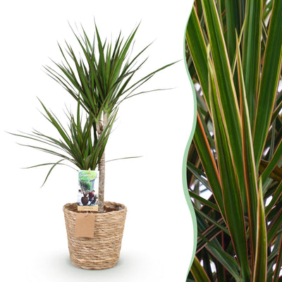 Dracaena Marginata (Drachenblutbaum) Topf 21cm, H: 90-100cm, Grün