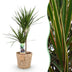 Dracaena Marginata (Dragon Tree) Pot 21cm, H: 90-100cm, Green Bild 1