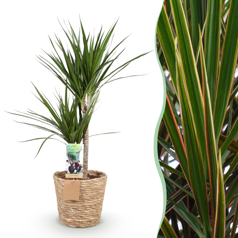 Dracaena Marginata (Dragon Tree) Pot 21cm, H: 90-100cm, Green