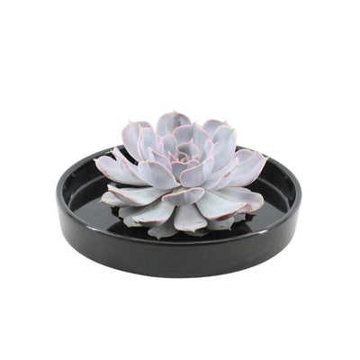 ROOTLESS Echeveria Lilacina in schwarzer Schale, Ø20cm