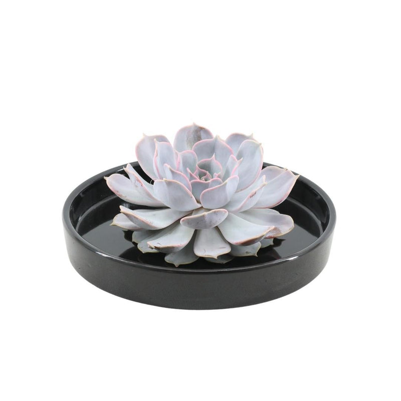 ROOTLESS Echeveria Lilacina in schwarzer Schale, Ø20cm
