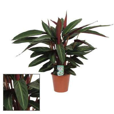 Calathea Stripestar (Ø17cm, ↕65cm) - Elegante Zimmerpflanze mit Streifenmuster