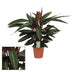 Calathea Stripestar (Ø17cm, ↕65cm) - Elegant Houseplant with Striped Pattern Bild 2