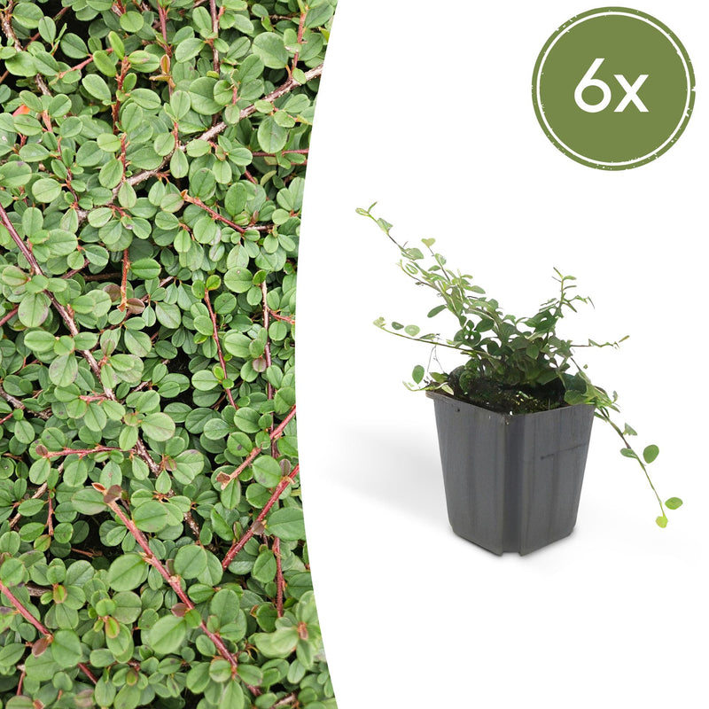 6x Cotoneaster 'Queen of Carpets' Bodendecker 10-25cm