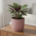 Mini Topf Relief rosa D7: Charmantes Design für Ihre Pflanzen Bild 6